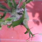 Collecion de Sonny17