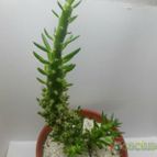 Collecion de Sonny17
