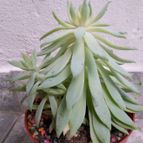 Collecion de Sonny17