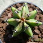 Collecion de Sousa