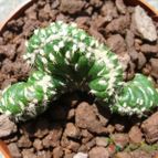 Collecion de Sousa