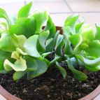 Collecion de Sousa