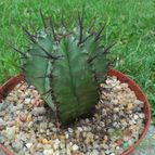 Collecion de Sousa