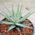 Collecion de Sousa