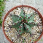 Collecion de Sousa