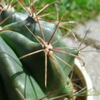 Collecion de Sousa