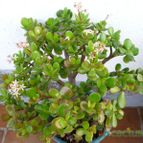 Collecion de Sousa