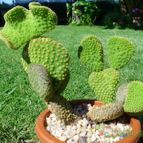 Collecion de Sousa