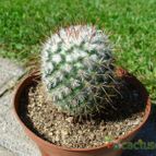 Collecion de Sousa