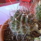 Collecion de Susana-R-