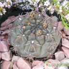 Collecion de Susana-R-