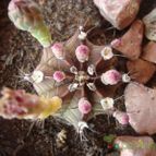 Collecion de Susana-R-
