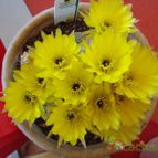 Collecion de Susana-R-