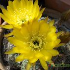 Collecion de Susana-R-