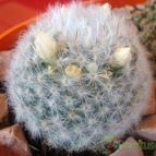 Collecion de Susana-R-