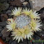 Collecion de Susana-R-