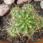Collecion de Susana-R-