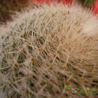 Collecion de Susana-R-