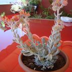 Collecion de Susana-R-