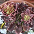 Collecion de Susana-R-