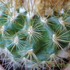 Collecion de Susana-R-