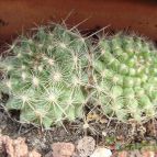 Collecion de Susana-R-