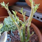 Collecion de Susana-R-