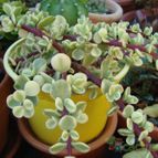 Collecion de Susana-R-