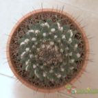 Collecion de Susana-R-