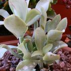 Collecion de Susana-R-