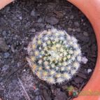 Collecion de Susana-R-