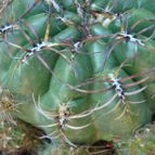 Collecion de Susana-R-