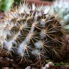 Collecion de Susana-R-
