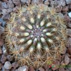 Collecion de Susana-R-