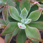 Collecion de Susana-R-