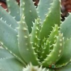 Collecion de Susana-R-