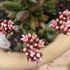 Collecion de Susana-R-