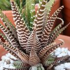 Collecion de Susana-R-