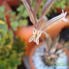 Collecion de Susana-R-