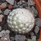 Collecion de Susana-R-