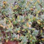Collecion de Susana-R-