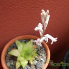 Collecion de Susana-R-