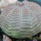Collecion de Susana-R-