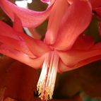 Collecion de Susana-R-