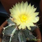 Collecion de Susana-R-