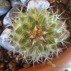 Collecion de Susana-R-