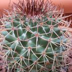 Collecion de Susana-R-