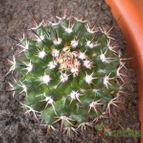 Collecion de Susana-R-