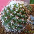 Collecion de Susana-R-