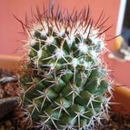 Collecion de Susana-R-